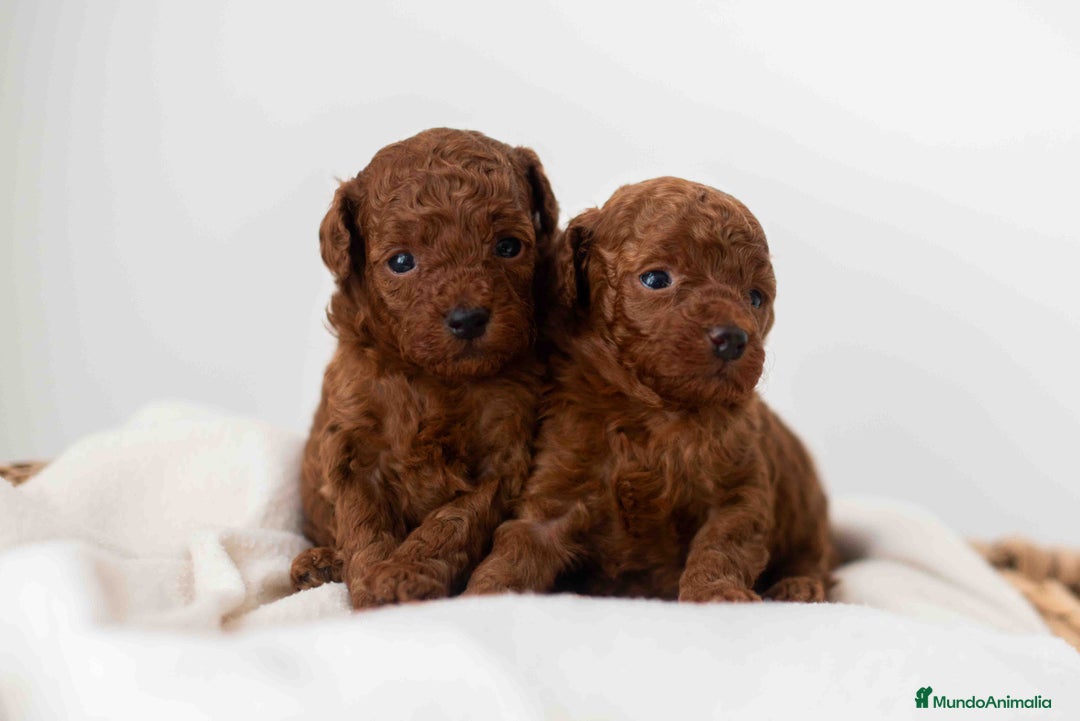 Caniche Toy perros en venta: Caniche toy rojo intenso - Anuncio 1