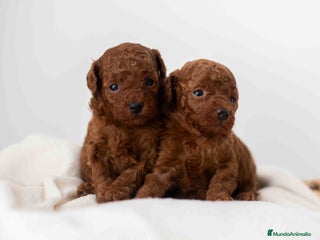 Caniche Toy perros Caniche toy rojo intenso - Anuncio 1