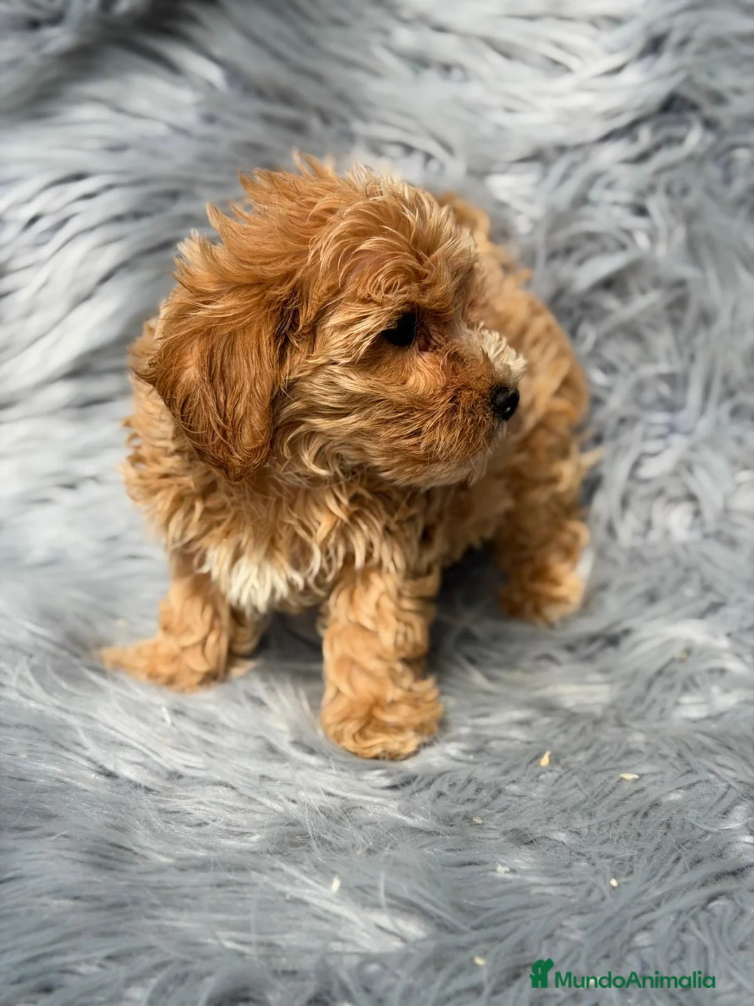 Maltipoo perros en venta: Macho maltipoo - Anuncio 2