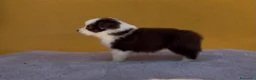 Pastor Australiano perros en venta: Pastor australianos miniatura  - Anuncio 16