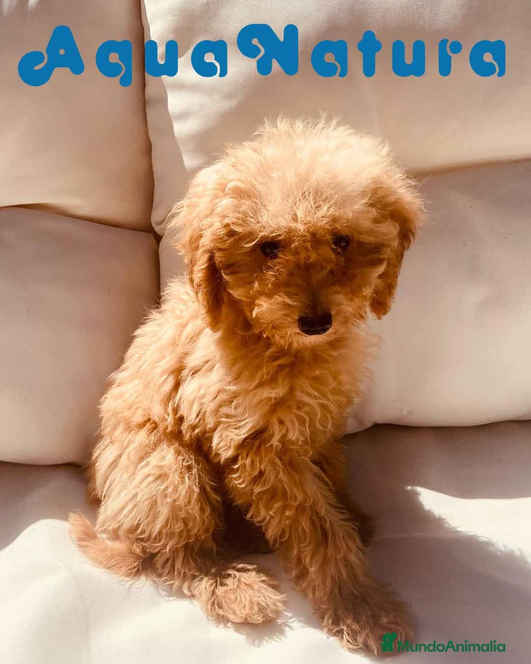 Caniche Enano perros Caniche Hembra 1430 - AQUANATURA en Barcelona - Anuncio 22