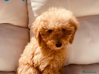 Caniche Enano perros Caniche Hembra 1430 - AQUANATURA en Barcelona - Anuncio 14