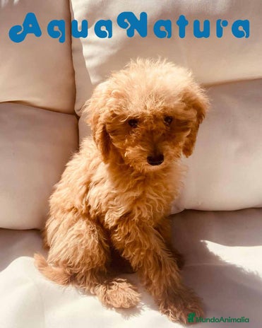 Caniche Enano perros en Barcelona - Anuncio 15