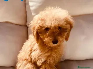 Caniche Enano perros Caniche Hembra 1430 - AQUANATURA en Barcelona - Anuncio 37