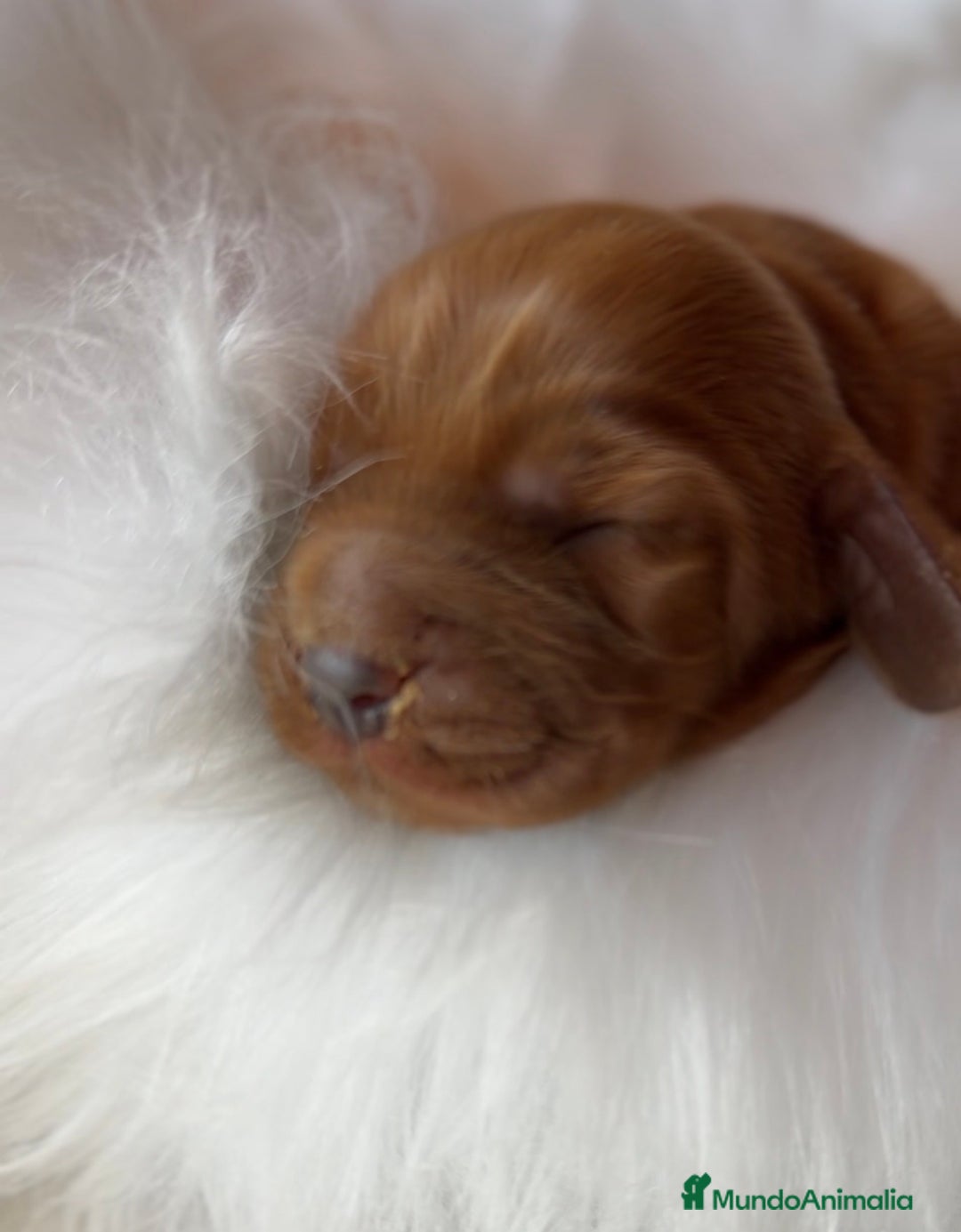 Cocker Spaniel Inglés perros en venta: Cocker macho dorsal intenso  - Imagen 2