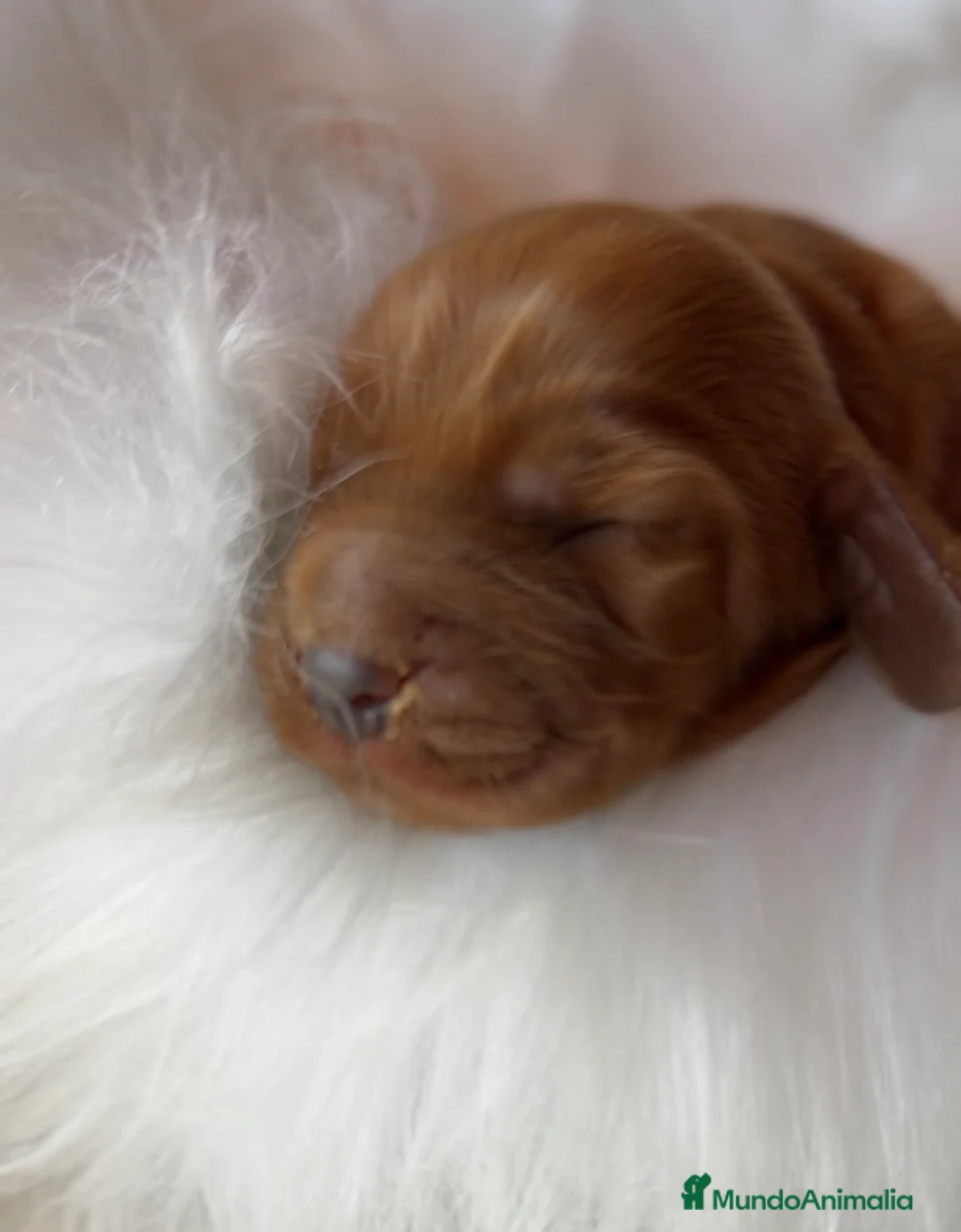 Cocker Spaniel Inglés perros en venta: Cocker macho dorsal intenso  - Anuncio 2