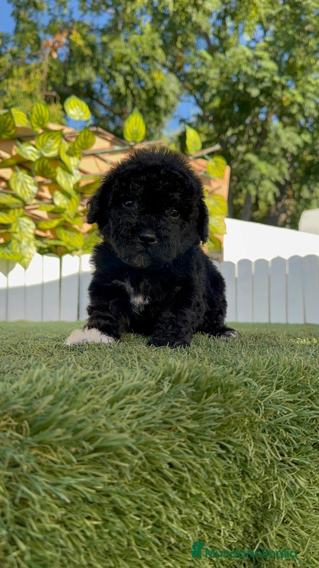 Perro de Agua Español perros en venta: PERRO DE AGUA HEMBRA - Imagen 7
