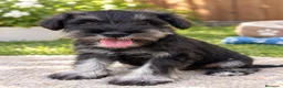 Schnauzer Miniatura perros en venta: Schnauzer miniatura - Anuncio 4