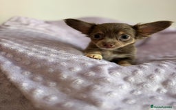 Chihuahua perros en venta: Chihuahua toy pelo largo lilac - Imagen 8