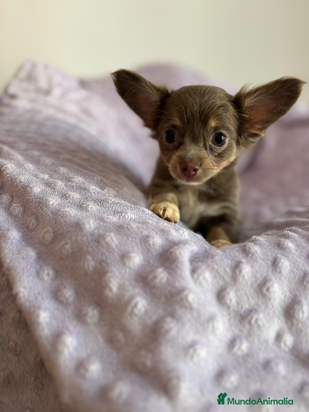 Chihuahua perros en venta: Chihuahua toy pelo largo lilac - Imagen 8