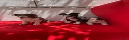 Border Collie perros en venta: Lindas cachorras Border collie  - Anuncio 1