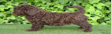 CACHORRO LLAMADO WILO, reservado 
