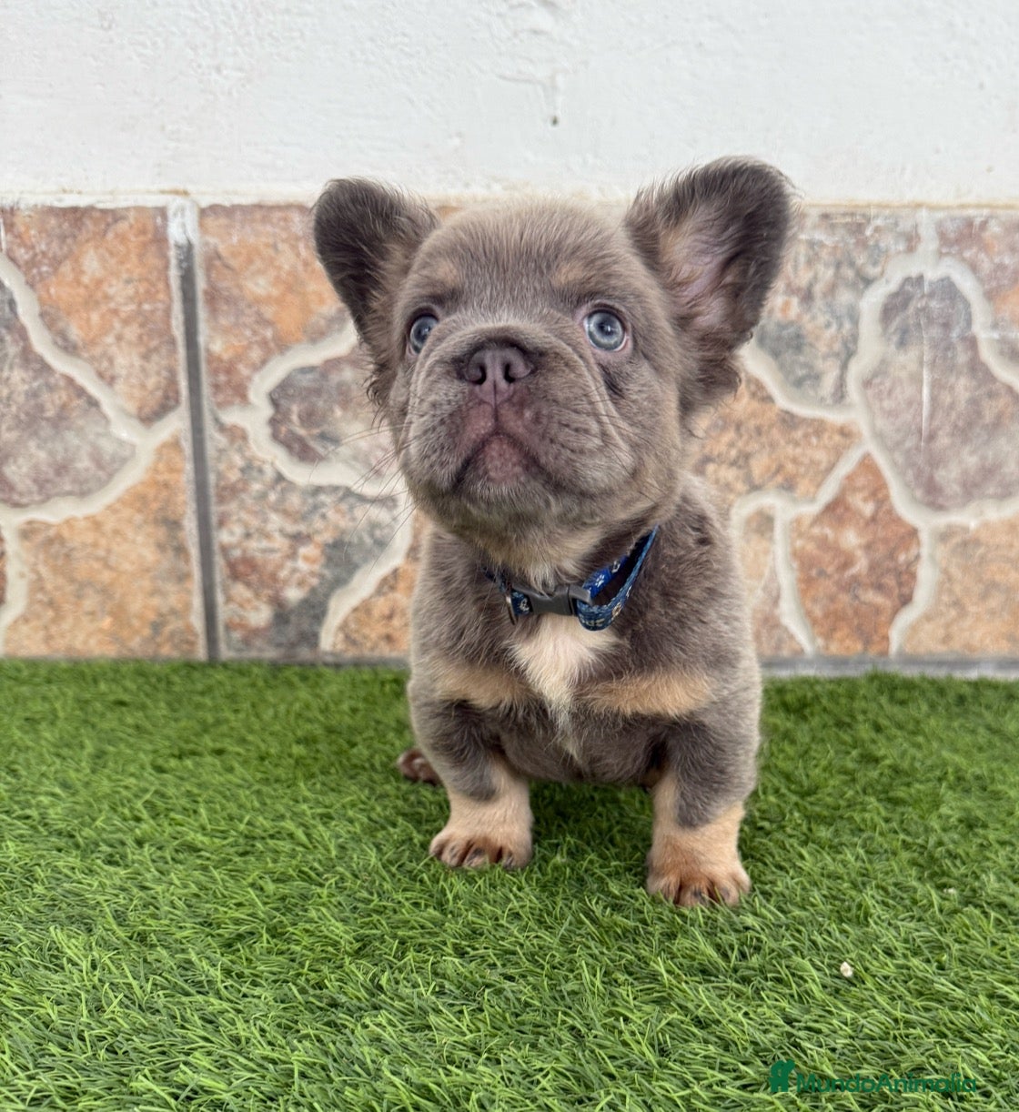 Bulldog Francés perros Bulldog francés fluffy  - Anuncio 1