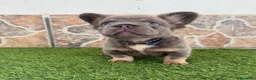 Bulldog Francés perros en venta: Bulldog francés fluffy  - Anuncio 1