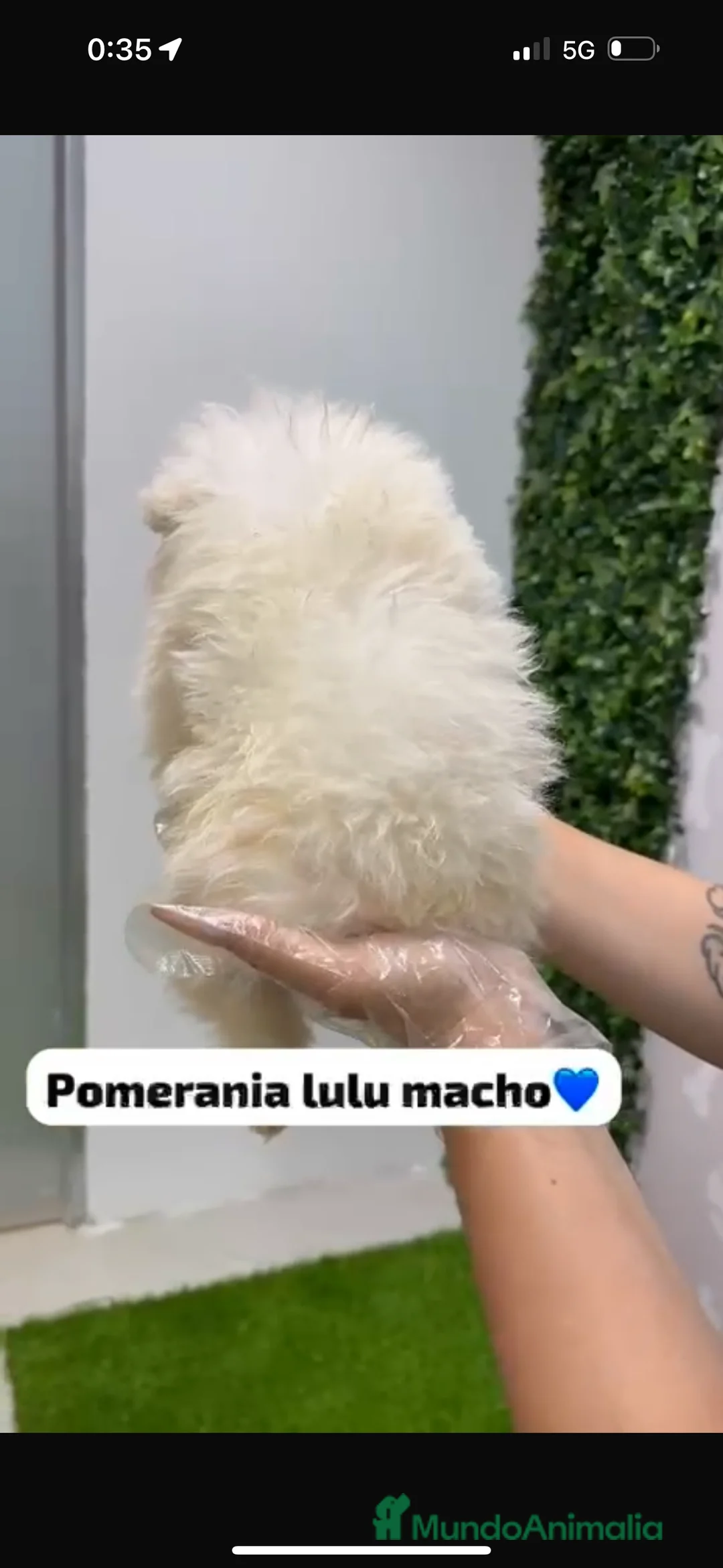 Pomerania perros en venta: Pomerania lulu toy - Anuncio 3