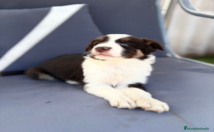 Border Collie perros - Propaganda 1