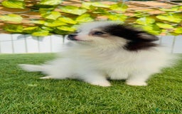 Pomerania perros en venta: POMERANIA HEMBRA ENVIOS A TODA ESPAÑA - Imagen 25