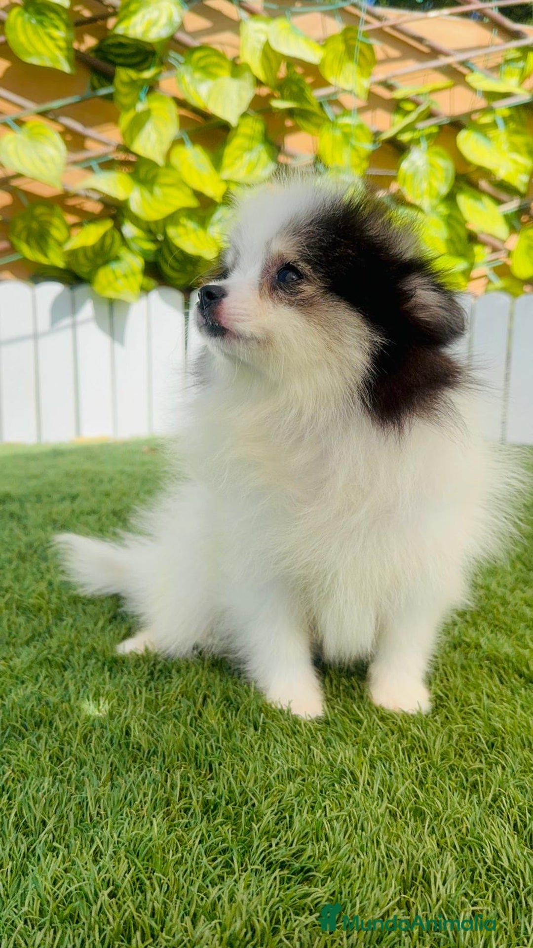 Pomerania perros en venta: POMERANIA HEMBRA ENVIOS A TODA ESPAÑA - Imagen 25