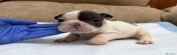 Bulldog Francés perros en venta: Bulldog francés  - Anuncio 4
