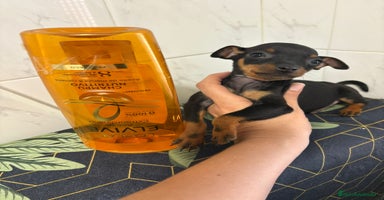 Pinscher Miniatura perros - Anuncio 3