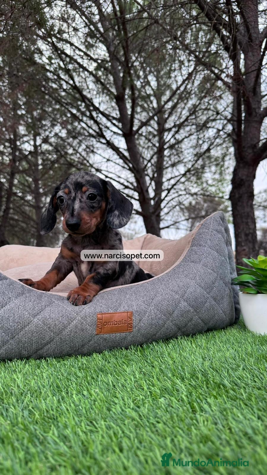 Teckel Miniatura perros TECKEL ARLEQUIN PLATA PEQUEÑO - Anuncio 32