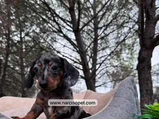 Teckel Miniatura perros TECKEL ARLEQUIN PLATA PEQUEÑO - Anuncio 3