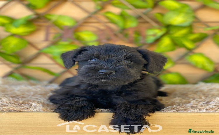 Schnauzer Miniatura perros - Anuncio 5