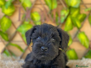 Schnauzer Miniatura perros - Anuncio 7
