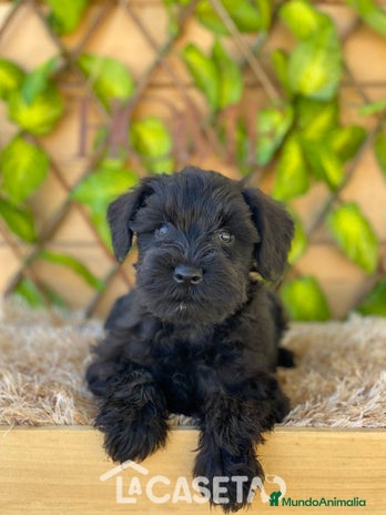 Schnauzer Miniatura perros - Anuncio 9