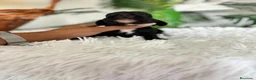 Cocker Spaniel Inglés perros en venta: COCKER SPANIEL INGLES - Anuncio 8