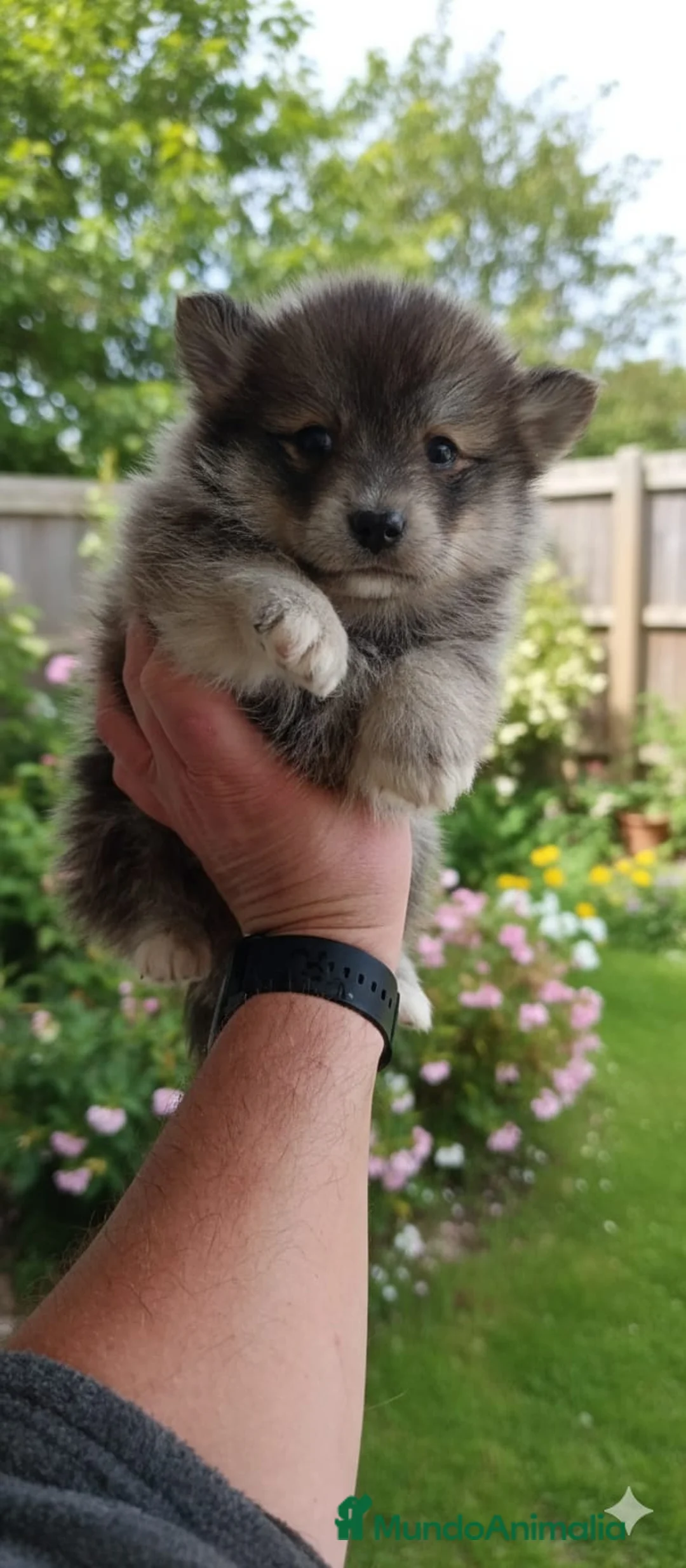 Pomsky perros en venta: Pomosky - Anuncio 5