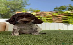 Cocker Spaniel Inglés perros en venta: COCKER SPANIEL RUANO - Imagen 15