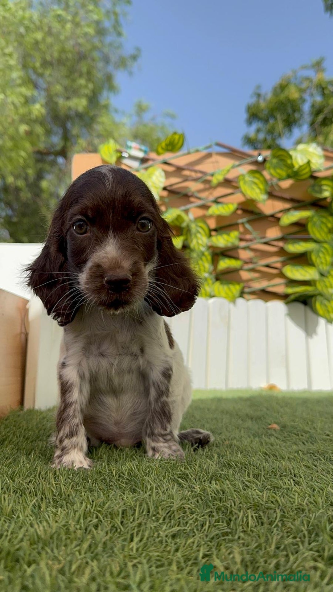 Cocker Spaniel Inglés perros en venta: COCKER SPANIEL RUANO - Imagen 15