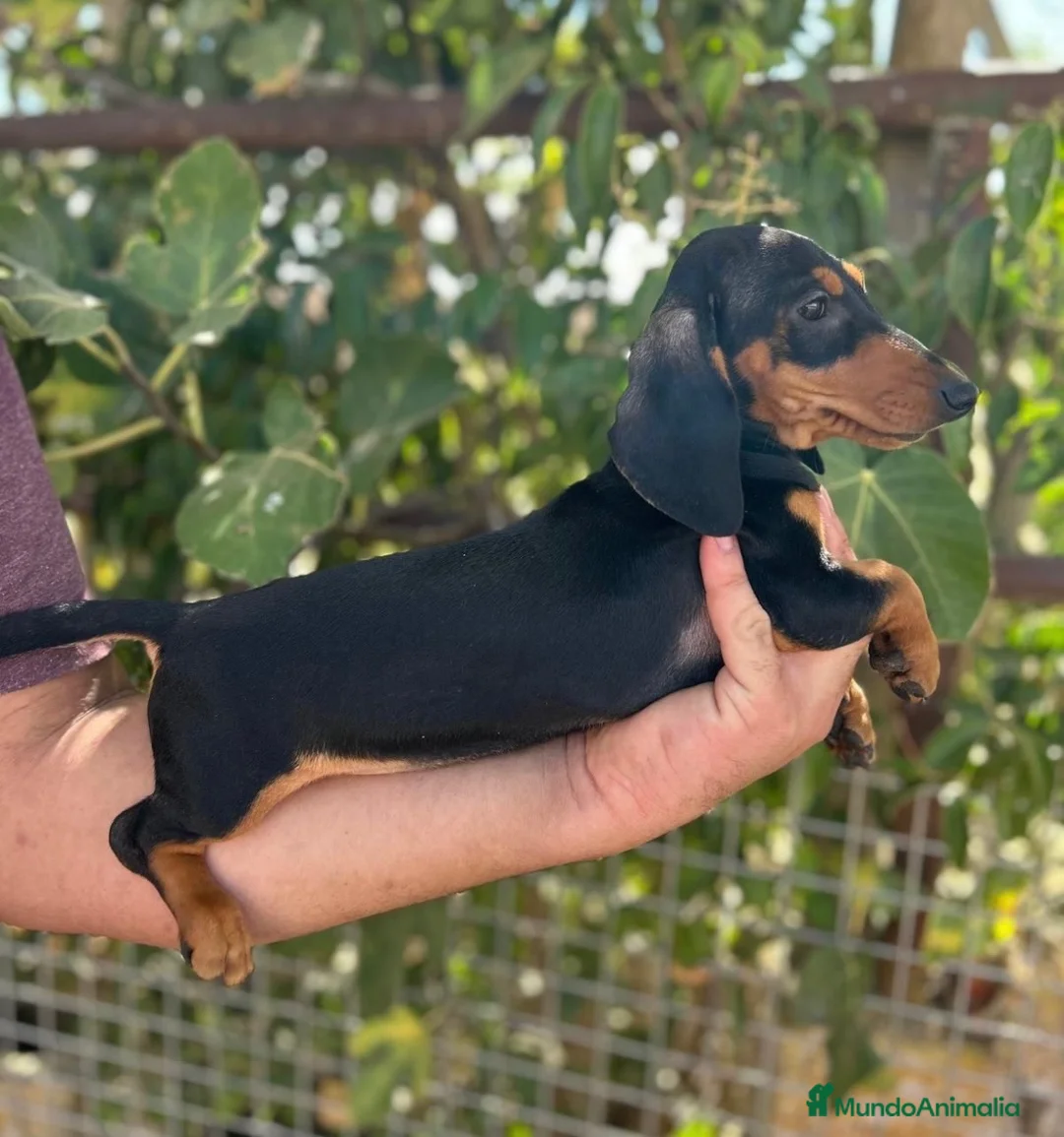 Teckel Miniatura perros en venta: CACHORROS TECKEL NEGROS Y MARRONES - Anuncio 9