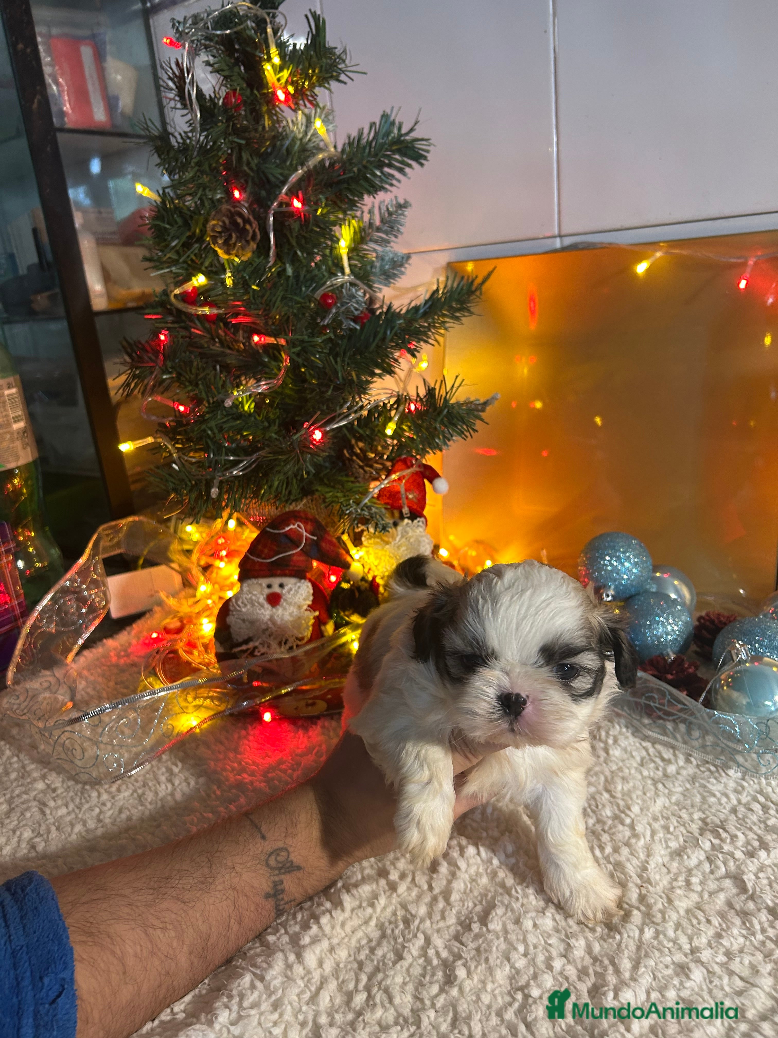 Shih Tzu perros Shih tzu - Anuncio 4