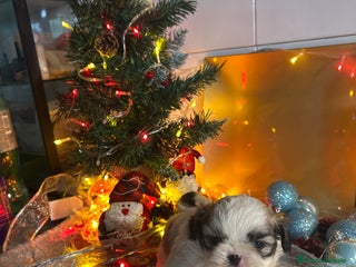 Shih Tzu perros Shih tzu - Anuncio 2