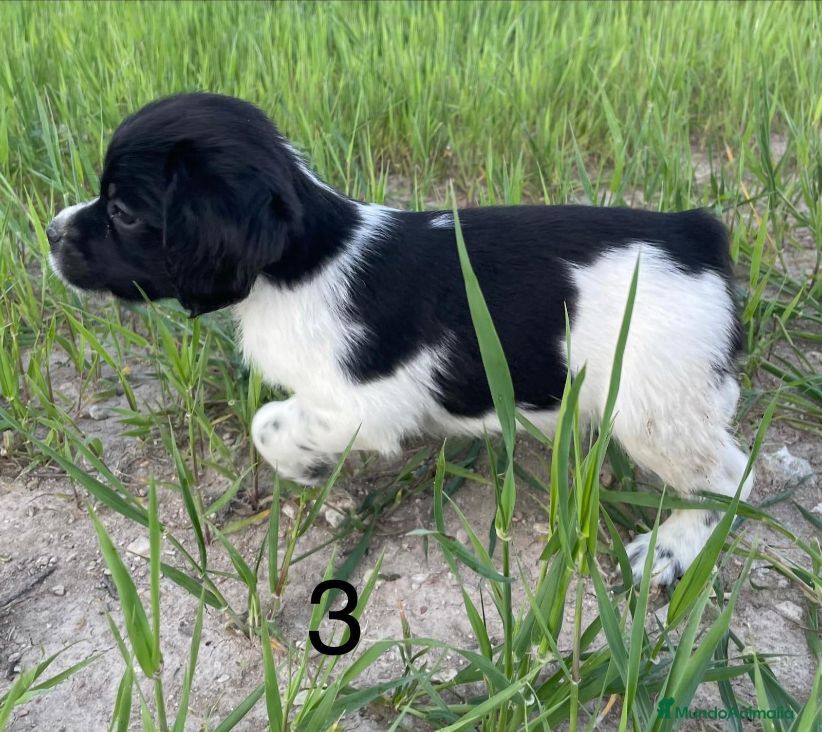Épagneul Breton perros Cachorritos Épagneul Breton - Anuncio 1