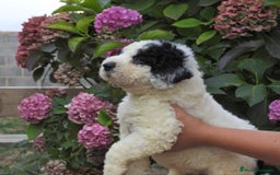 Perro de Agua Español perros en venta: Preciosa camada de perro de agua español - Imagen 17