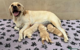 Labrador Retriever perros en venta: Labrador Retriever CACHORRO - Imagen 2
