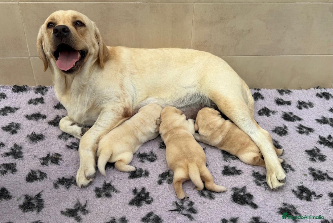 Labrador Retriever perros en venta: Labrador Retriever CACHORRO - Imagen 2