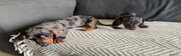 Teckel Miniatura perros en venta: TECKEL CALIDAD SUPREMA !  - Anuncio 3