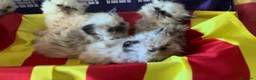 Persa gatos en venta: Persas himalayos mallorca - Anuncio 3