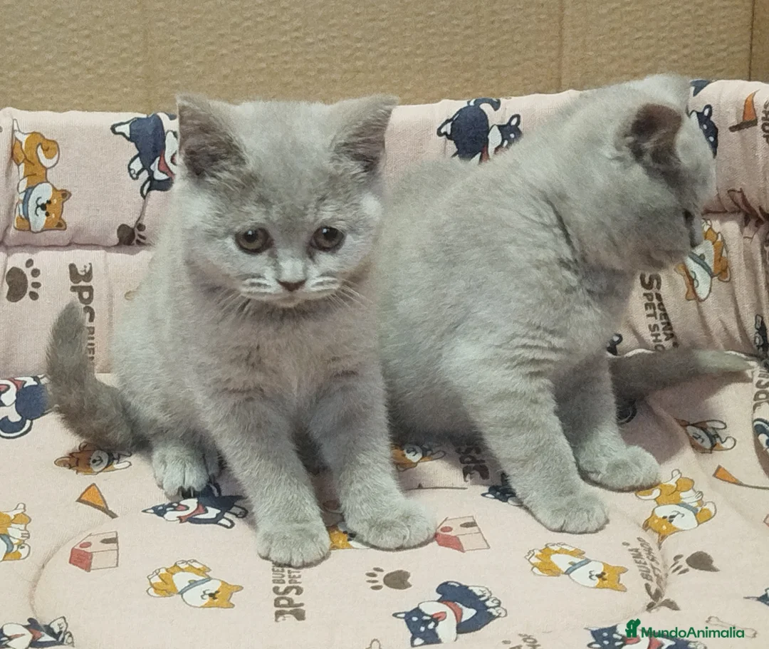 Británico de Pelo Corto gatos en venta: British Shorthair lilac  - Anuncio 2