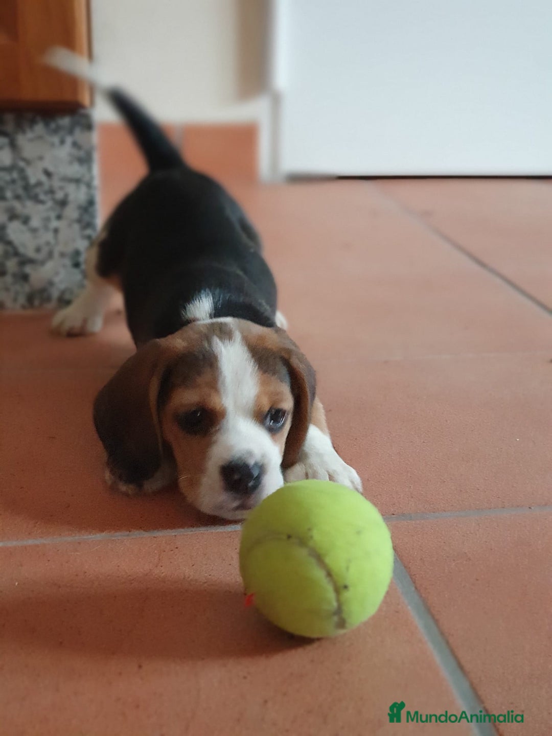 Beagle perros en venta: Cachorros Beagle 500€ ¡PRECIO REAL! - Imagen 4