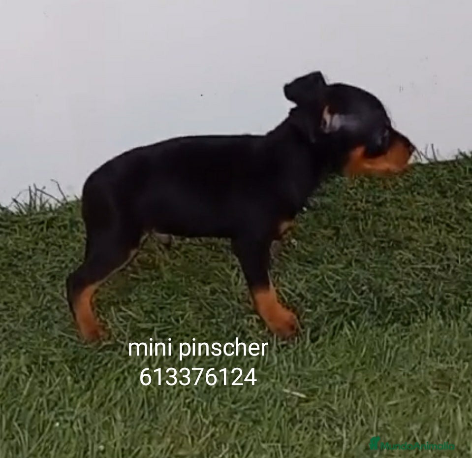 Pinscher Miniatura perros Excelentes cachorros pinscher en miniatura  - Anuncio 1