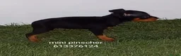 Pinscher Miniatura perros en venta: Excelentes cachorros pinscher en miniatura  - Anuncio 1