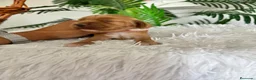 Cocker Spaniel Inglés perros en venta: COCKER SPANIEL INGLES - Anuncio 7