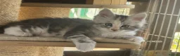Maine Coon gatos en venta: Preciosa camada de cachorros Maine coon  - Anuncio 18