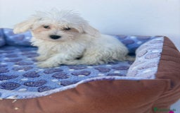 Bichón Maltés perros en venta: Bichon maltés  - Imagen 12