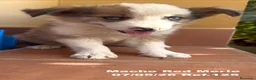 Border Collie perros en venta: Border Collie De Villa Biznaga - Anuncio 23